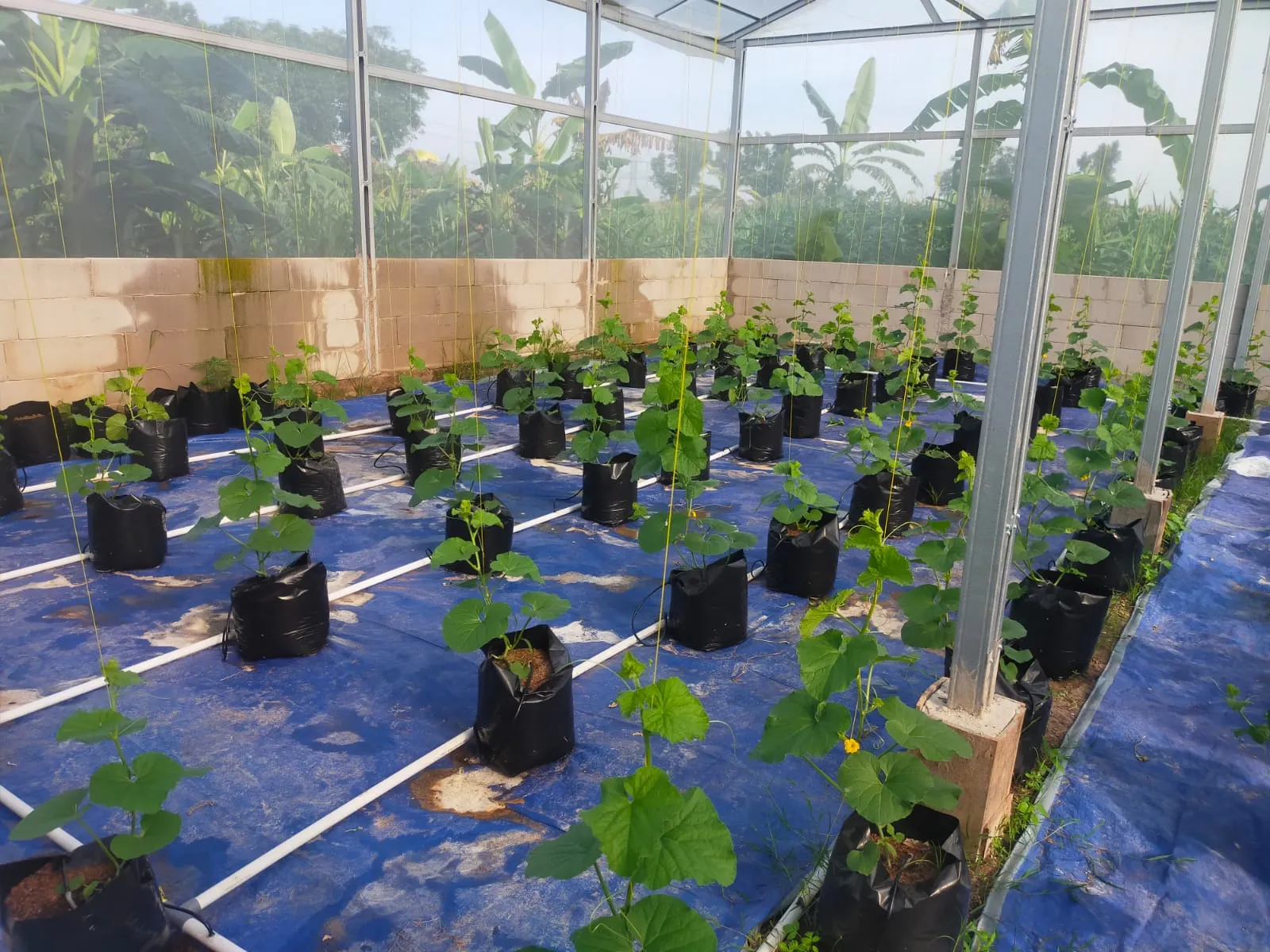 Dari Benih Jadi Buah: Greenhouse Hidroponik Karang Taruna Batursari Mulai Memasuki Masa Panen! - 5