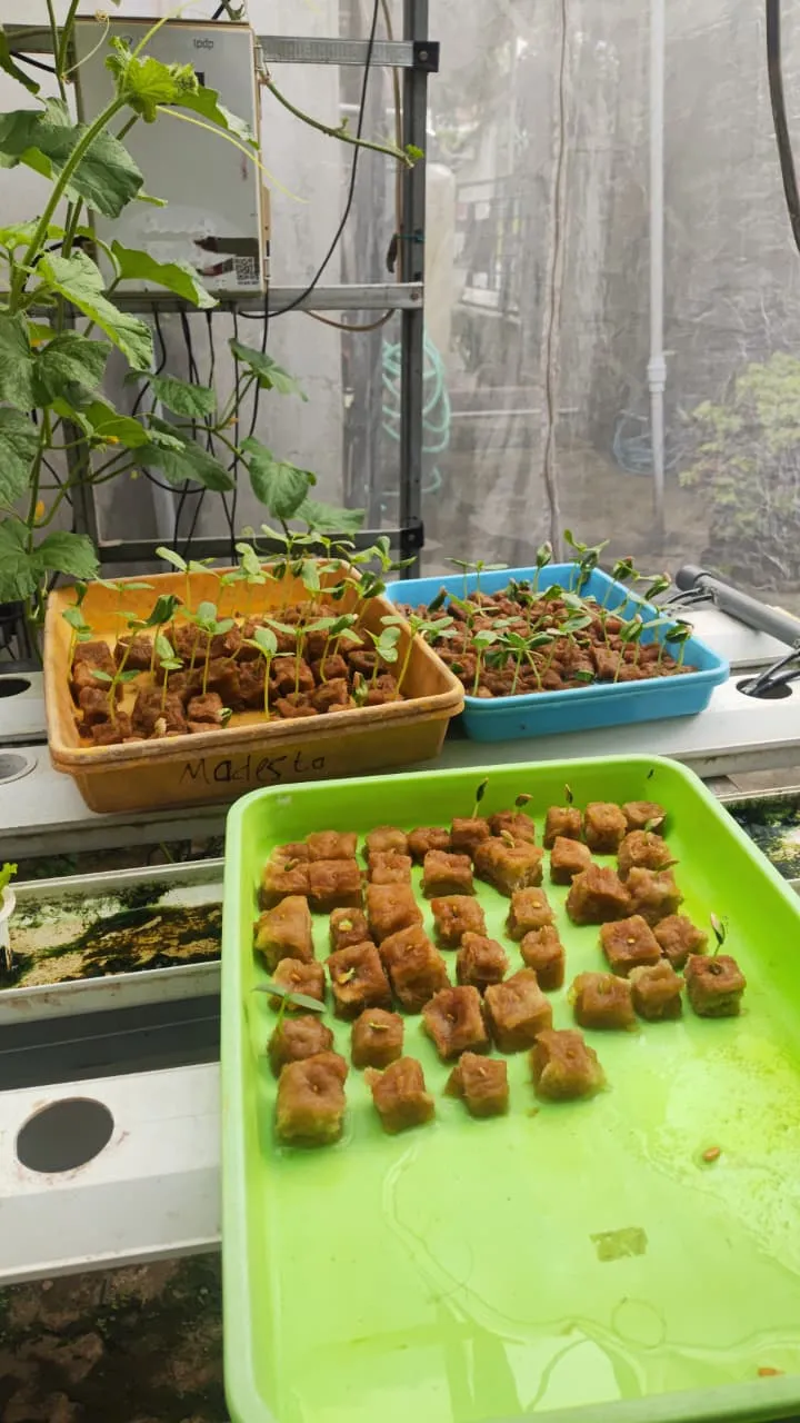 Dari Benih Jadi Buah: Greenhouse Hidroponik Karang Taruna Batursari Mulai Memasuki Masa Panen!