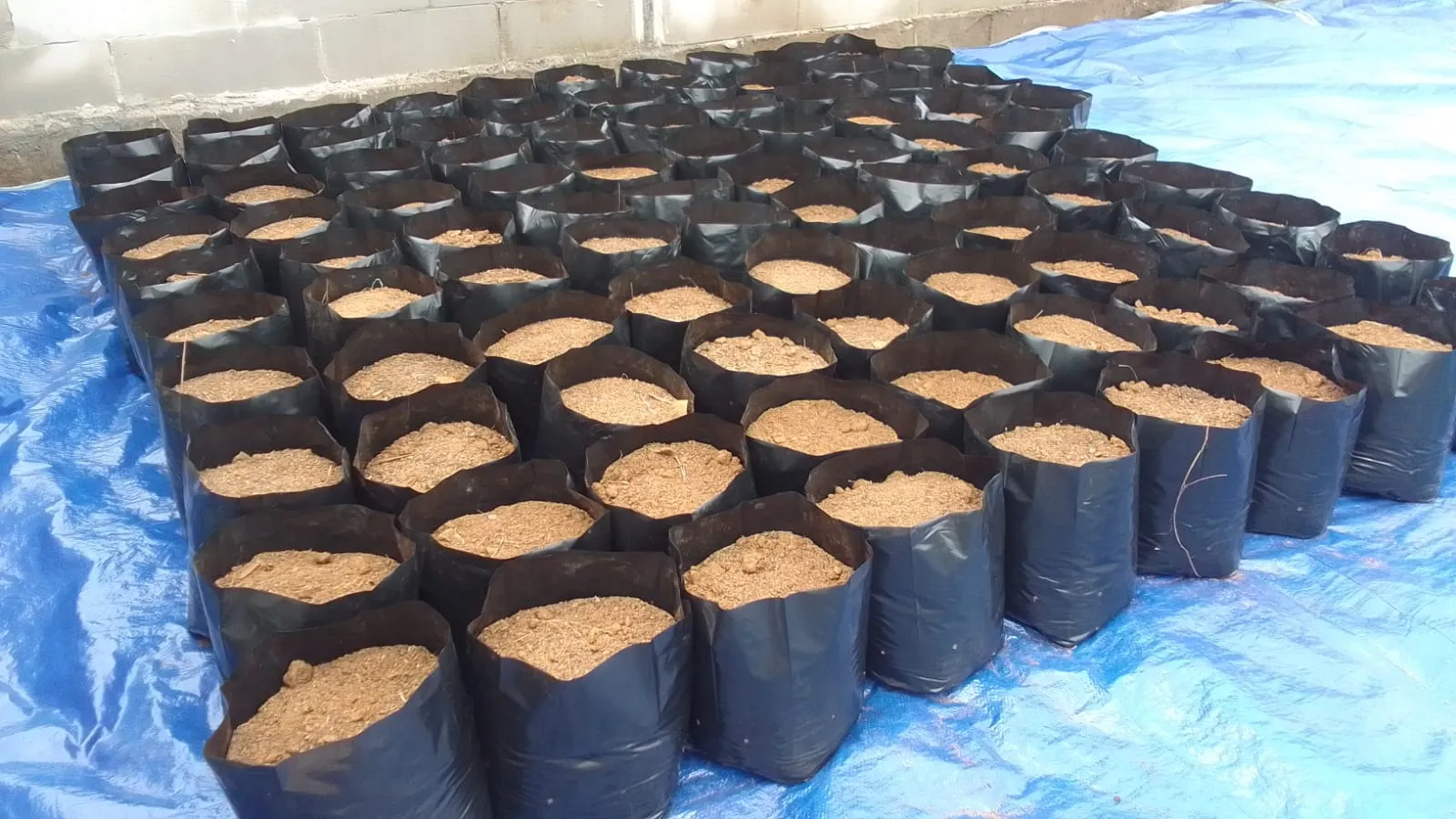 Dari Benih Jadi Buah: Greenhouse Hidroponik Karang Taruna Batursari Mulai Memasuki Masa Panen! - 3