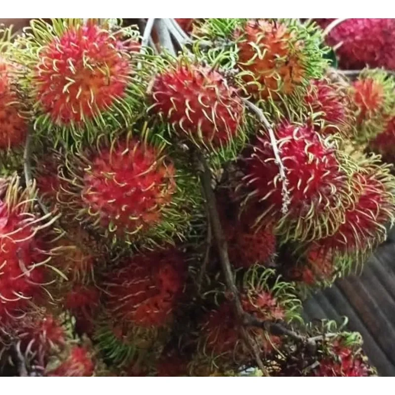 Rambutan Binjai - 2